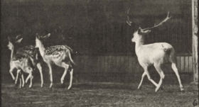 Plate 687 Fallow deer, buck and group of does, galloping — figure reference